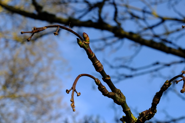 December close-up photo
