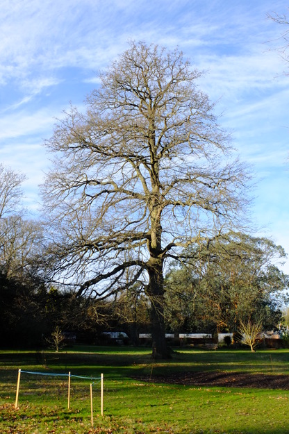 December tree photo