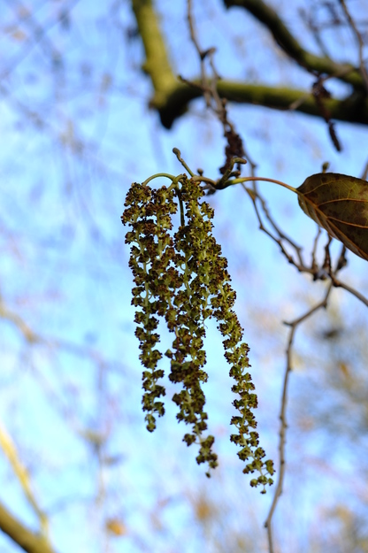 December close-up photo