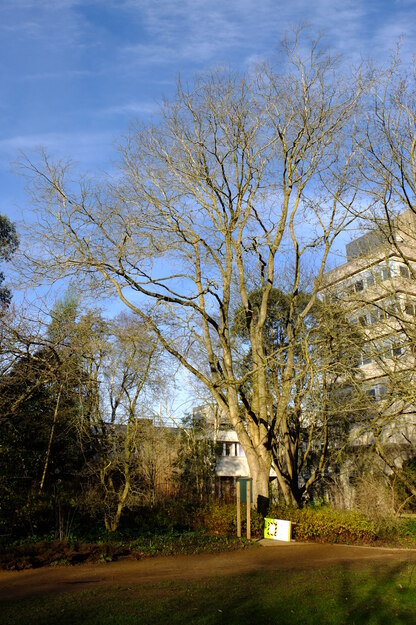 December tree photo