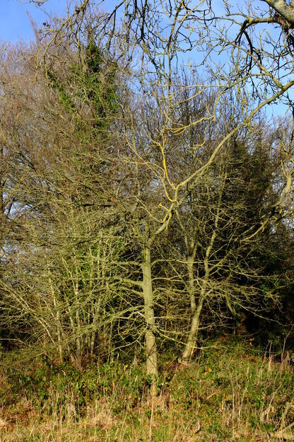 December tree photo