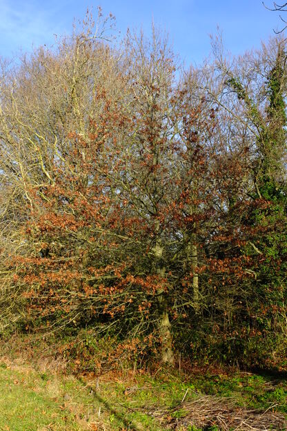 December tree photo