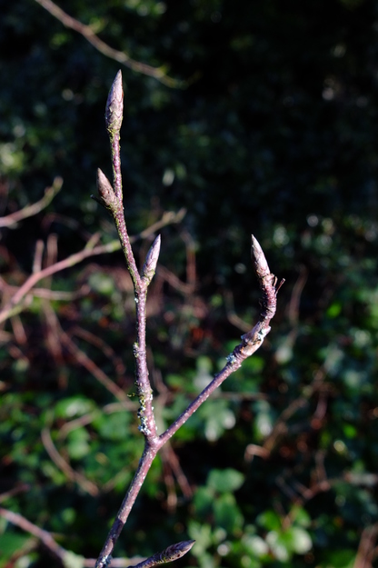 December close-up photo