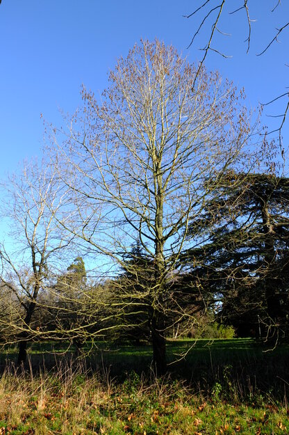 December tree photo