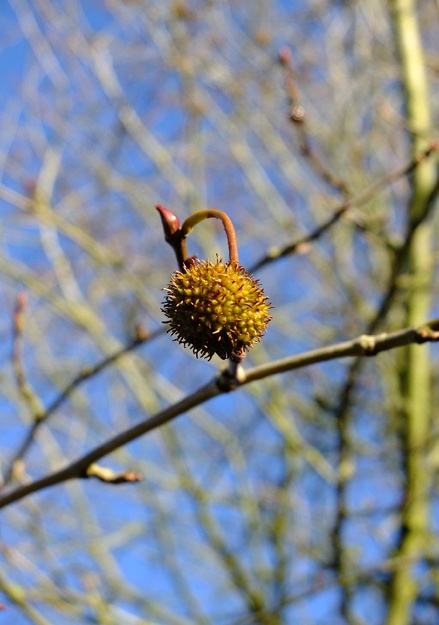 December close-up photo