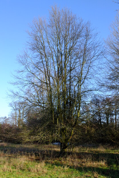 December tree photo