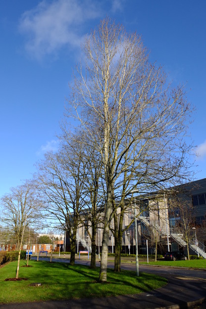 December tree photo