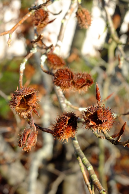 December close-up photo