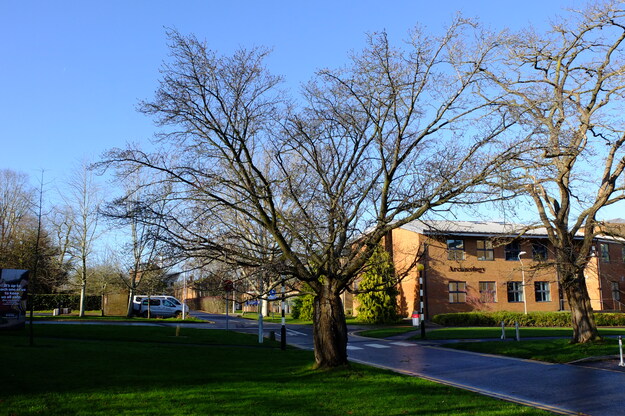 December tree photo