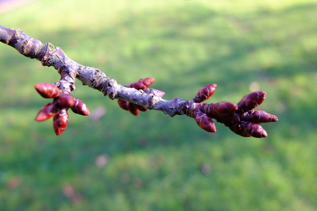 December close-up photo