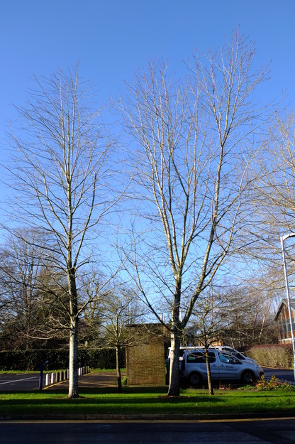 December tree photo