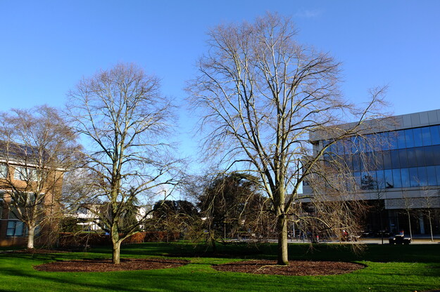 December tree photo