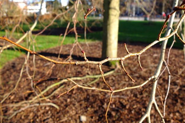 December close-up photo