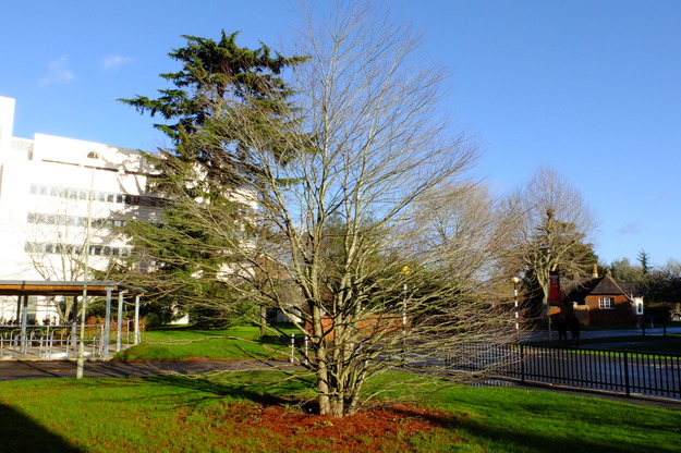 December tree photo