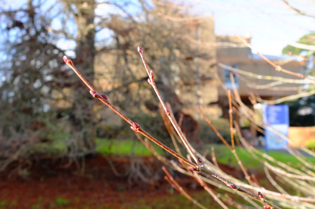 December close-up photo