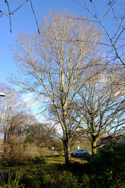 December tree photo