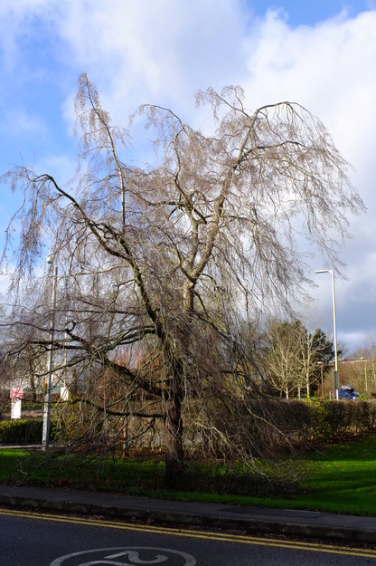 December tree photo