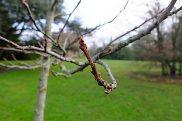 January close-up photo