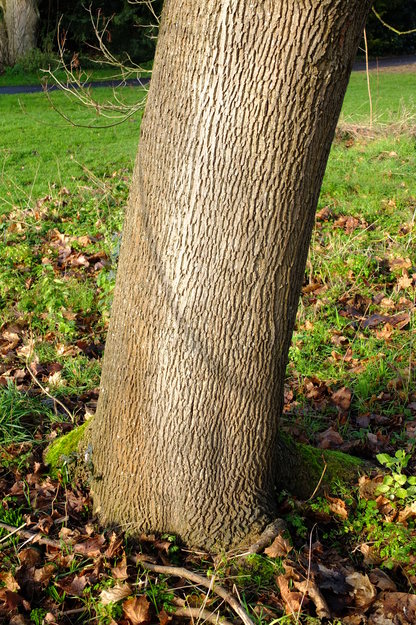 January close-up photo