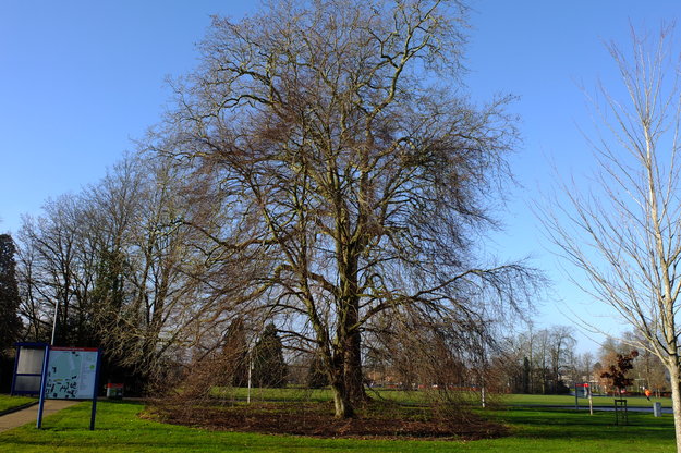 January tree photo