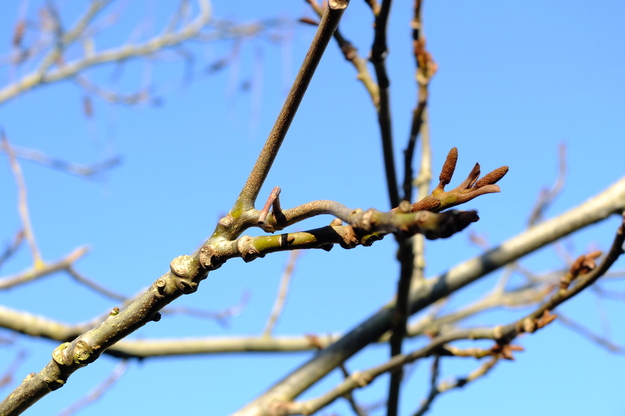 January close-up photo