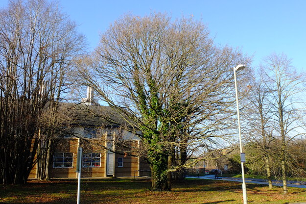 January tree photo