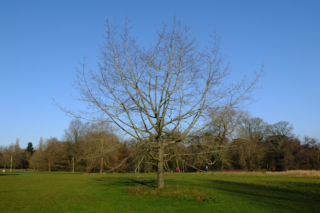 January tree photo