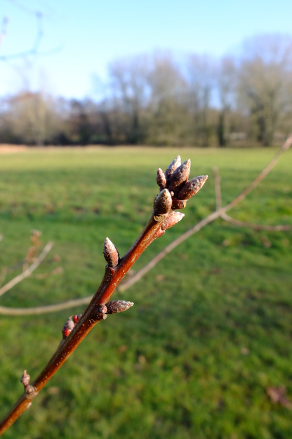 January close-up photo