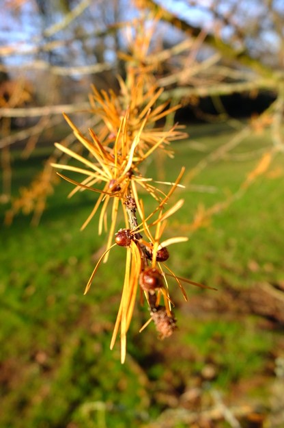 January close-up photo