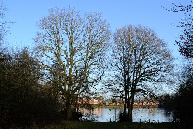 January tree photo