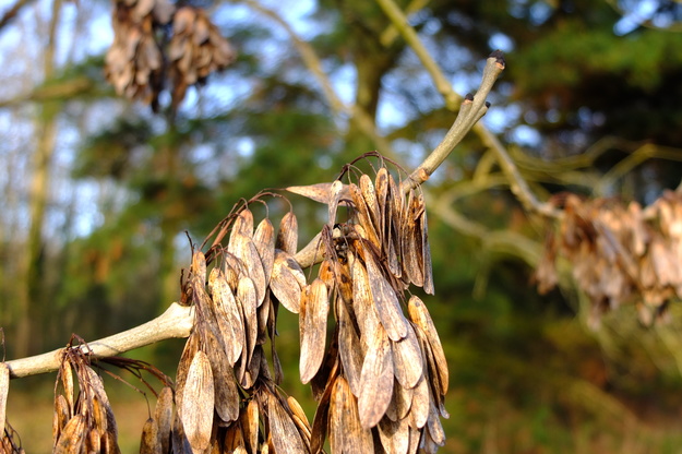 January close-up photo