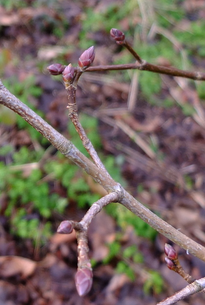 January close-up photo