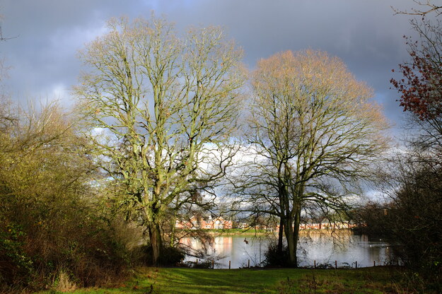 January tree photo