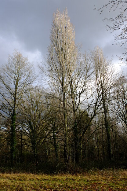 January tree photo