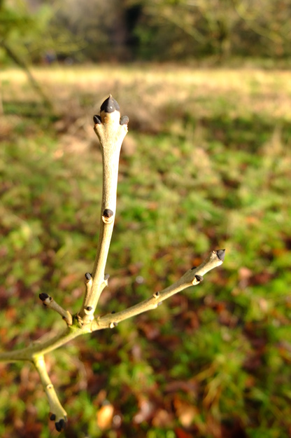 January close-up photo