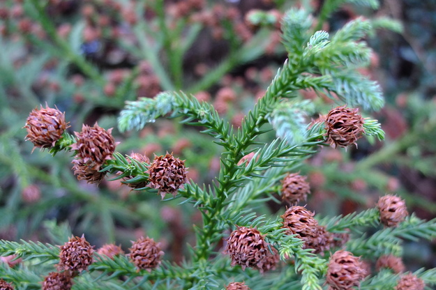 January close-up photo