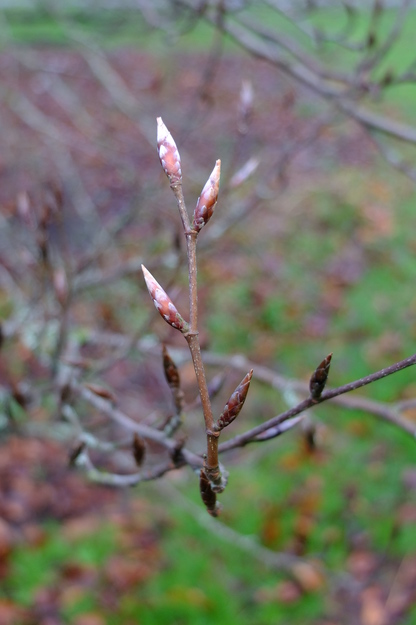 January close-up photo
