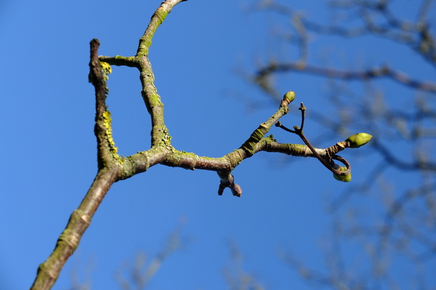 January close-up photo