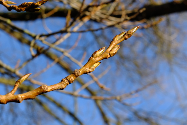January close-up photo