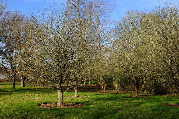 January tree photo