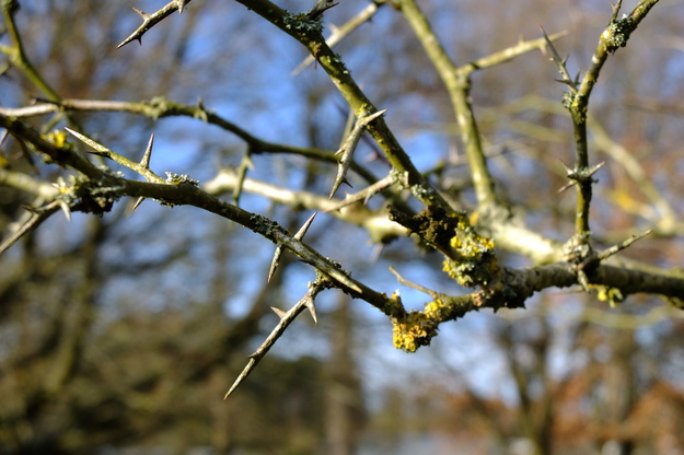 January close-up photo