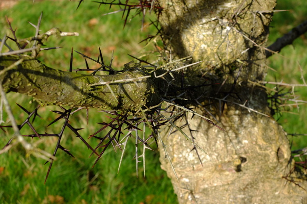 January close-up photo