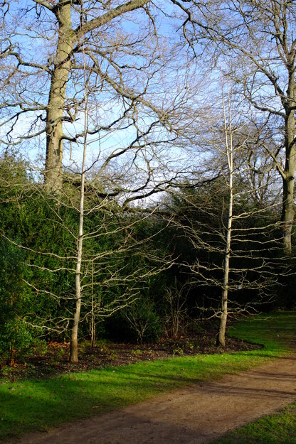 January tree photo