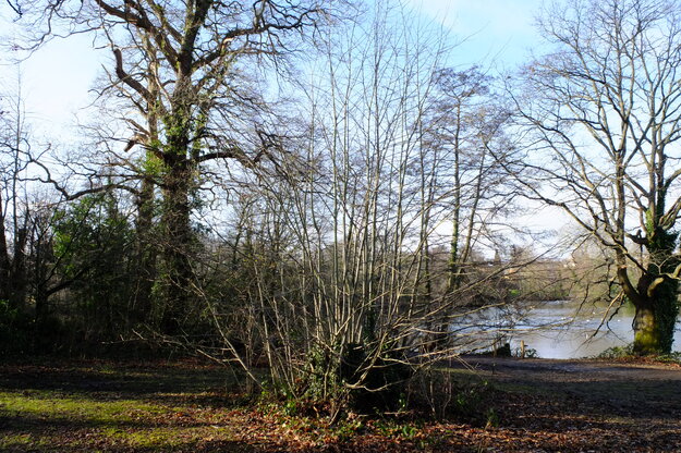 January tree photo