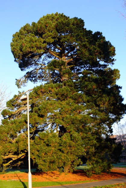 January tree photo