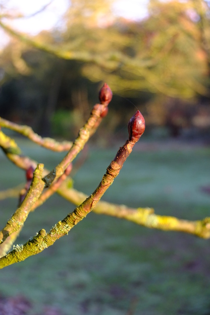 January close-up photo