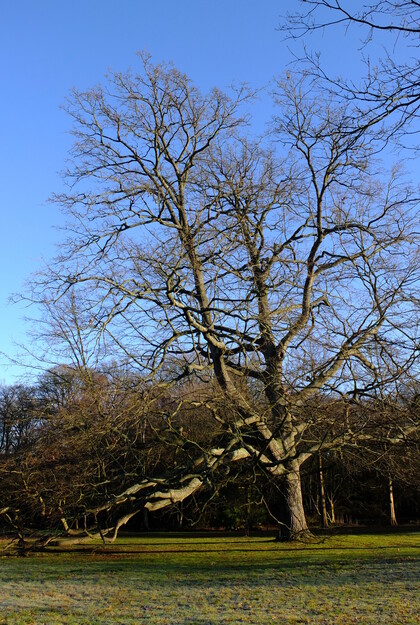 January tree photo