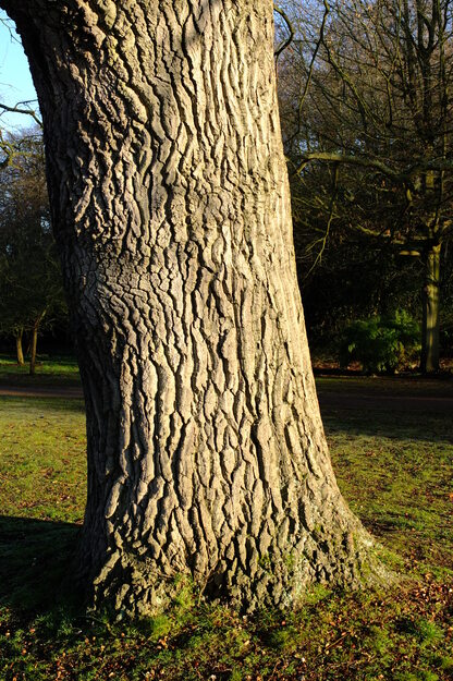 January close-up photo