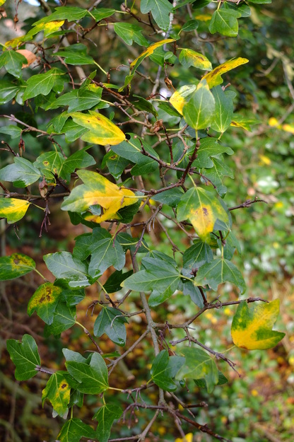 January close-up photo