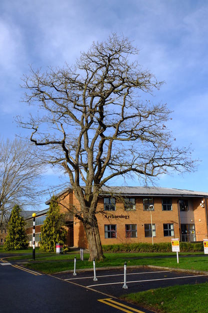January tree photo